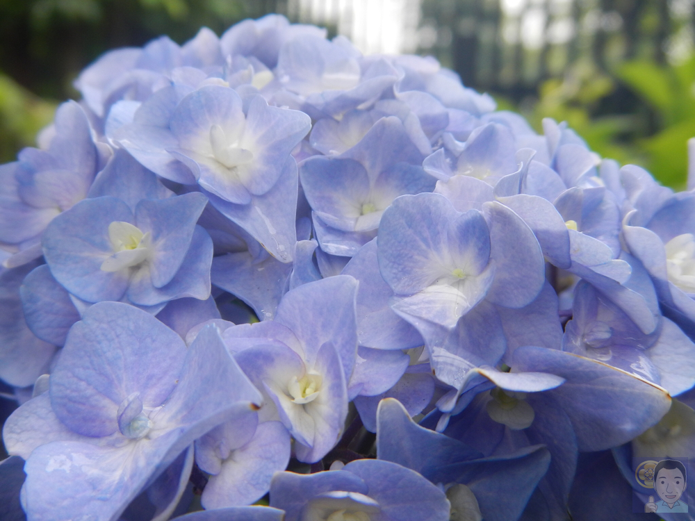 今年もアジサイ写真をゲットしてきました！2016-5/31