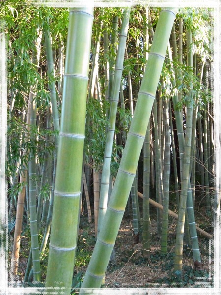 気になる風景写真・竹やぶ見〜つけた！